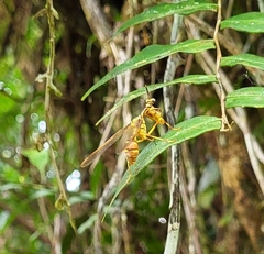 Mantispidae