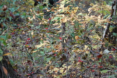 Ilex verticillata