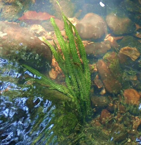 Aponogeton bullosus (Aponogeton bullosus)