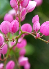 Antigonon