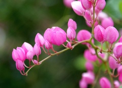 Antigonon