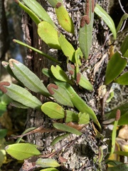 Pyrrosia confluens