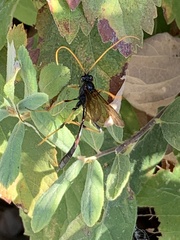 Therion circumflexum