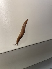 Ambigolimax valentianus