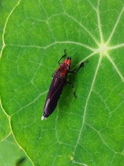 Proconiini