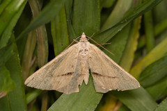 Isturgia penthearia