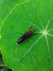 Proconiini