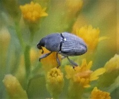 Odontocorynus