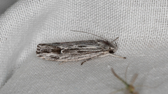 Lichenaula tuberculata