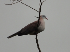 Ducula badia