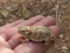 Phrynosoma solare