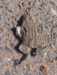 Rhinella arenarum