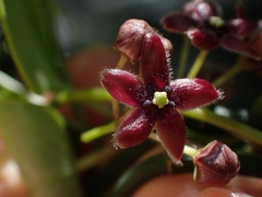 Vincetoxicum barbatum