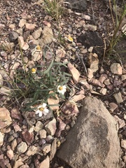 Melampodium leucanthum