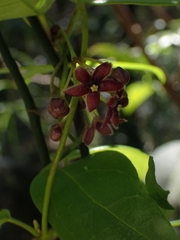 Vincetoxicum barbatum