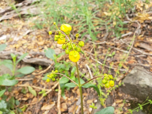 Calceolaria meyeniana