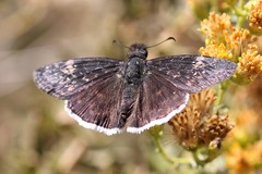 Erynnis funeralis