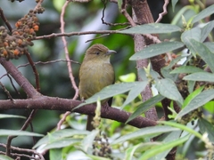 Iole viridescens