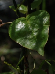 Vincetoxicum barbatum