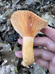 Lactarius
