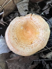 Lactarius
