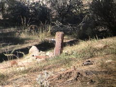 Dryobates albolarvatus