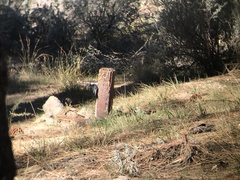 Dryobates albolarvatus