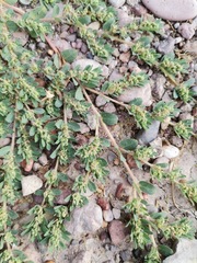 Euphorbia stictospora