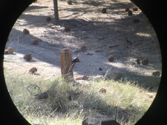 Dryobates albolarvatus