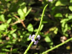 Stachytarpheta jamaicensis