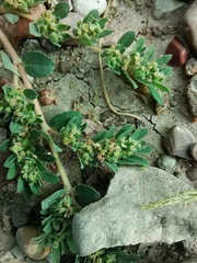 Euphorbia stictospora