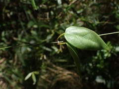 Vincetoxicum barbatum