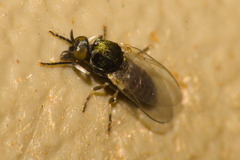 Simuliidae
