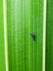 Graphocephala hieroglyphica