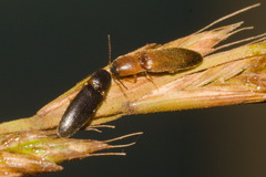Elaterinae