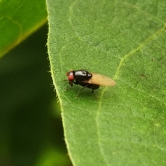 Lauxaniidae