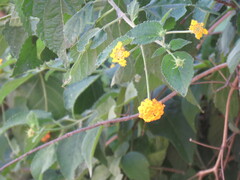 Lantana depressa