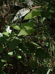 Vincetoxicum barbatum