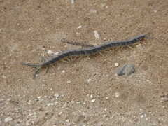 Scolopendrinae