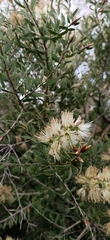 Melaleuca deanei