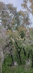 Melaleuca deanei