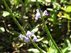 Stachytarpheta jamaicensis