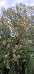 Melaleuca deanei