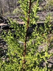 Cupressus abramsiana