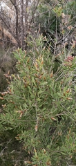 Melaleuca deanei