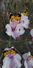 Alstroemeria pulchra