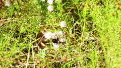Xylocopa virginica virginica image