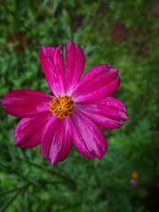 Cosmos caudatus