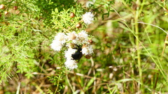 Xylocopa virginica virginica image