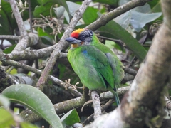 Psilopogon franklinii